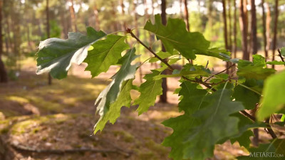 MetArt Toree Camping Dreams WRB