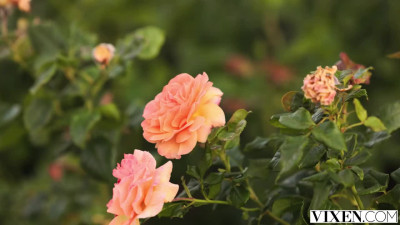 Vixen Gypsy Rose NBQ