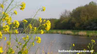 HollandschePassie Lorena Hardcore DUTCH WRB